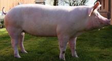 Порода свиней крупная белая: описание породы, уход и секреты разведения