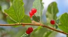 Волчья ягода: фото и описание, как выглядит черная, красная, белая, польза и вред плодов, листьев, симптомы отравления