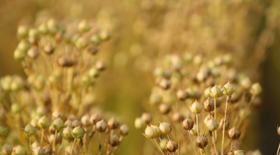 Льняное семя: полезные свойства и противопоказания, побочные эффекты. Полезные свойства льняного семени Сколько омега 3 содержится в семени льна