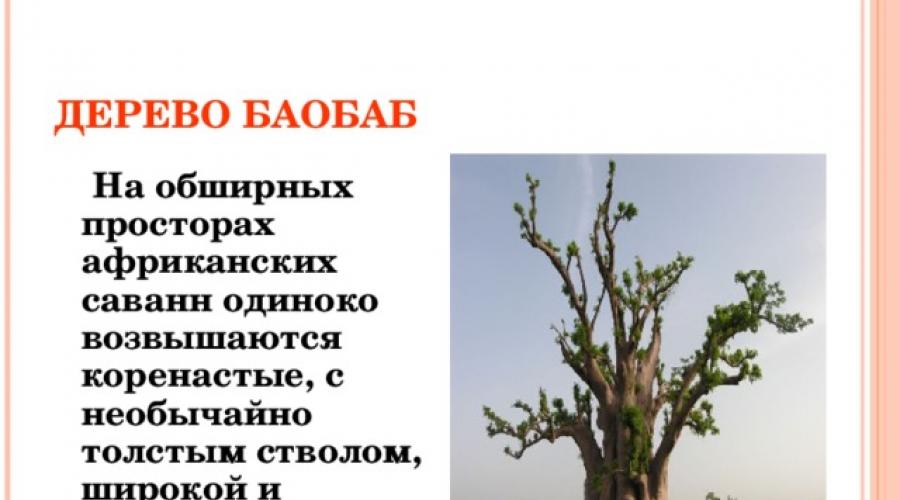 Что делают из баобаба презентация. Дерево Баобаб На обширных просторах африканских саванн одиноко возвышаются коренастые, с необычайно толстым стволом,широкой и невысокой кроной деревья. Легенды о баобабах