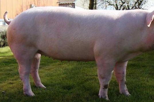 Порода свиней крупная белая: описание породы, уход и секреты разведения