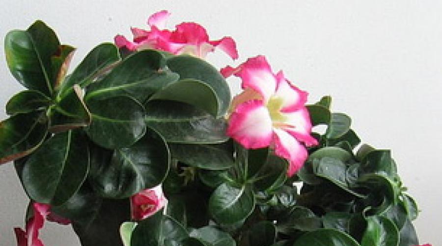 Адениум – экзотическая пустынная роза, выращенная дома. Адениум — пустынная роза Видовые адениумы