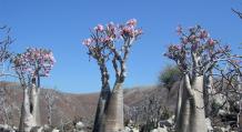Цветок адениум – красивоцветущий кустарник из пустыни Растения похожие на адениум