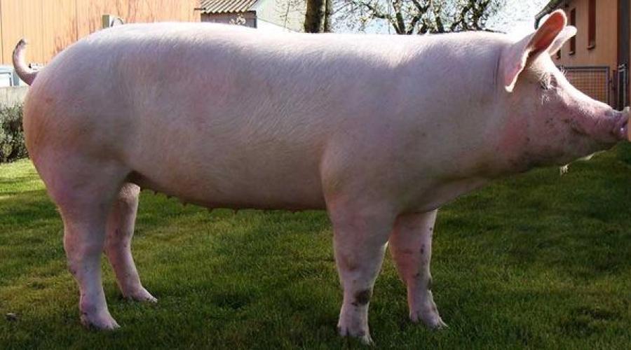 Содержание белой крупной свиньи. Порода свиней крупная белая: описание породы, уход и секреты разведения. Питание свиней крупной белой породы