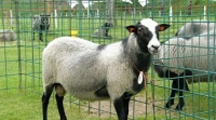Вес туши романовских овец. Сколько весит баран в среднем и какие показатели на это влияют? Вес взрослого барана различных пород