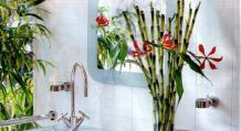 Правильный уход за драценой сандера в домашних условиях Бамбук дерево счастья