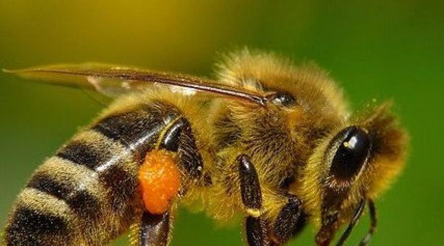 Производство меда — как пчелы делают мед. Как отличить мед диких пчел от пасечного Как выглядит белый мед