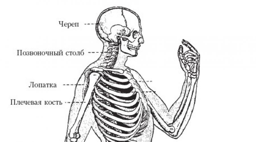 Подвздошно реберная мышца анатомия. Мышца, подвздошно-реберная груди. Подвздошно-реберная мышца – m. Iliocostalis
