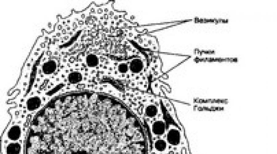 Glandele sistemului digestiv uman. Sistemul digestiv: cum este aranjat totul. Anatomia și fiziologia glandelor digestive