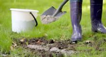 Creșterea, plantarea și îngrijirea ierbii de tarhon în pământ deschis acasă, cum să înmulțiți tarhonul Cum să plantezi tarhonul acasă