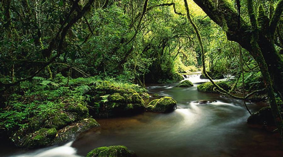 Flora și fauna Selva.  Interesant despre vegetație, climă și locuitorii pădurilor ecuatoriale din America de Sud.  Cine s-a dus la râu