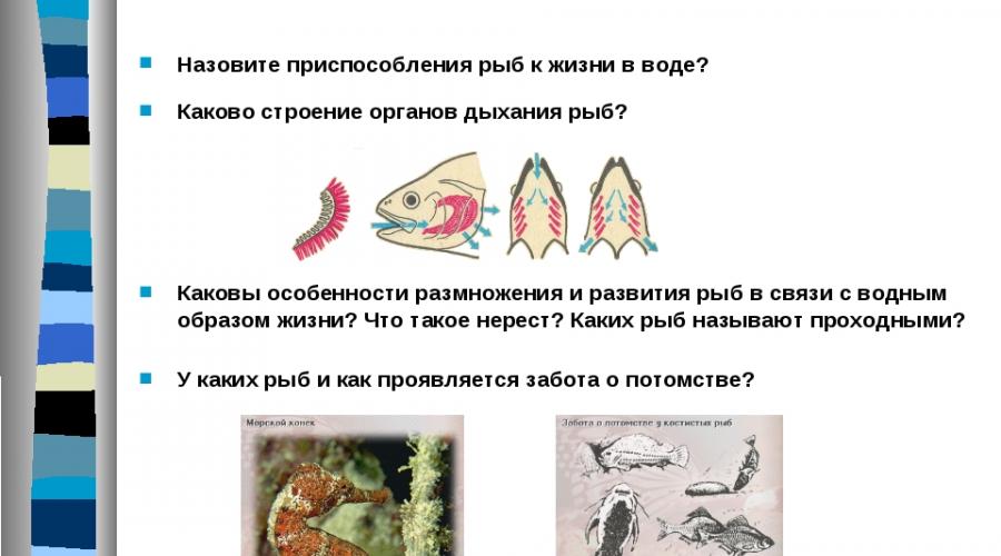 Многообразие и значение рыб урок. Разнообразие костных рыб. Сезонные
 явления в жизни птиц. Происхождение
 птиц