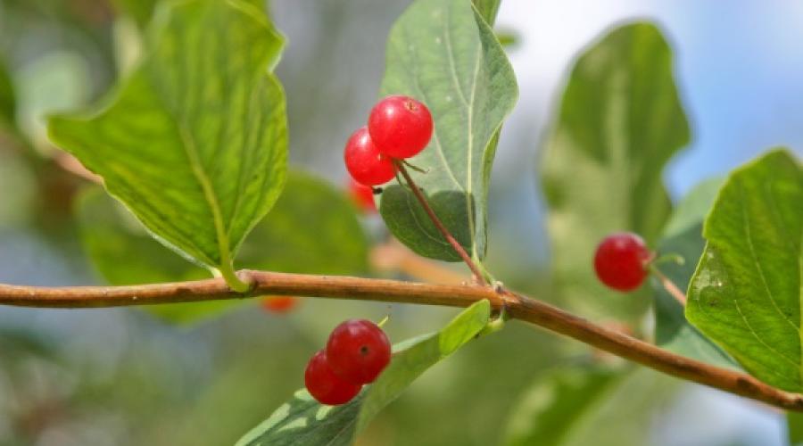 Ce mănâncă păsările wolfberry.  Wolfberry: fotografie și descriere a cum arată negru, roșu, alb, beneficiile și daunele fructelor, frunzelor, simptomele otrăvirii.  Aria de răspândire și metode de ameliorare