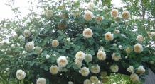 Descrierea trandafirului Claire Austin, caracteristicile de plantare și îngrijire Claire trandafir recenzii