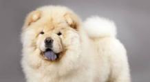 Câine Chow-chow: cum să ai grijă de un „urs” încăpățânat cu „coamă” de leu
