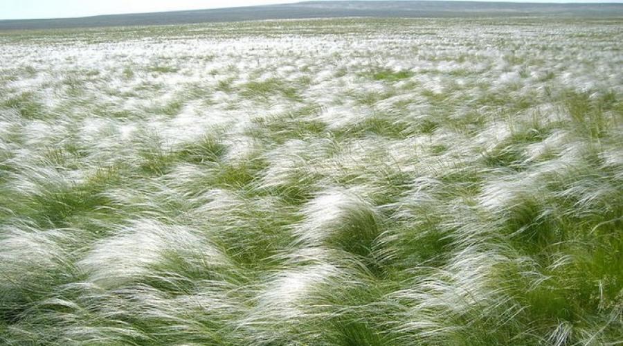 Сукачев ковыль равнина дорогая. Ковыль Степной. Ковыль гривастый поле.