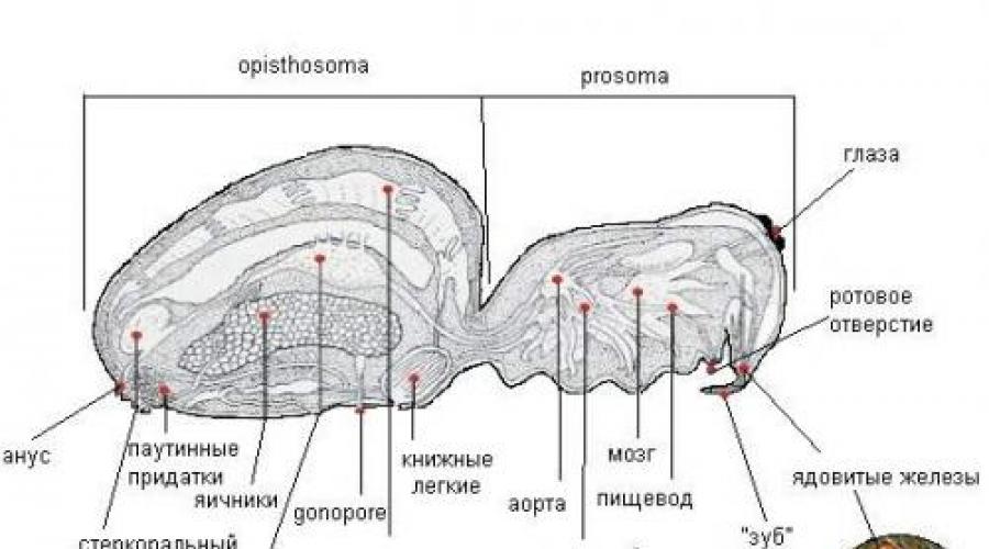 Строение паука птицееда схема