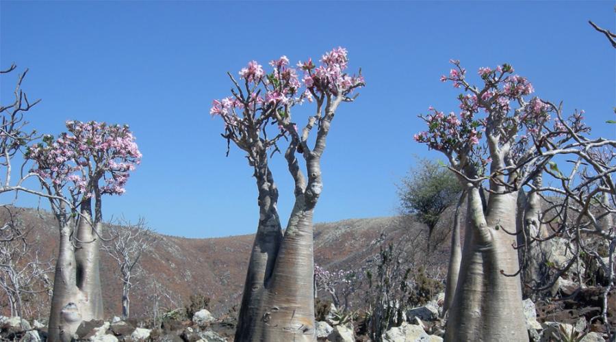 Adenium ili pustinjska ruža - sorte i opis biljke, uzgoj, njega i liječenje kod kuće.  Adenium cvijet - cvjetni grm iz pustinje Biljke slične adeniumu