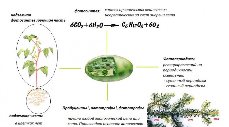 Porodice biljaka u ispitnim zadacima iz biologije.  Botanika.  više i niže biljke.  Odjel za sjemensko bilje