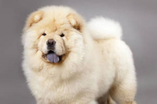Câine Chow-chow: cum să ai grijă de un „urs” încăpățânat cu „coamă” de leu