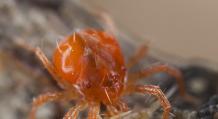 Acarieni de păianjen (Tetranychinae)