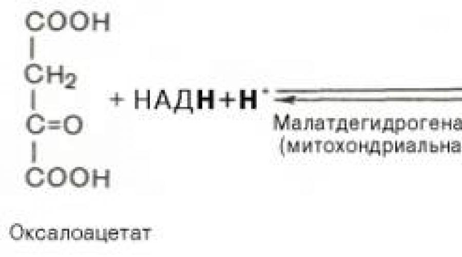 Превращение глюкозы в молочную кислоту. Малат в оксалоацетат реакция. Лактат в оксалоацетат. Реакция превращения оксалоацетата в малат. Биосинтез Глюкозы из молочной кислоты.