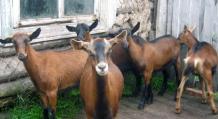 Pregled rasa mliječnih koza bez mirisa
