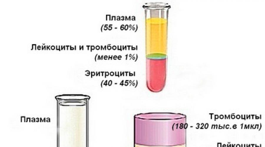 Норма плазмы крови у женщин