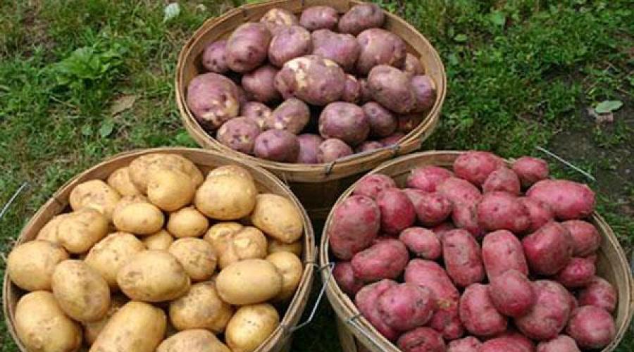 Сорт картофеля чугунка. Сорт картофеля чугунка