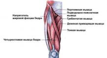 Kako pumpati mišiće nogu muškarcu kod kuće