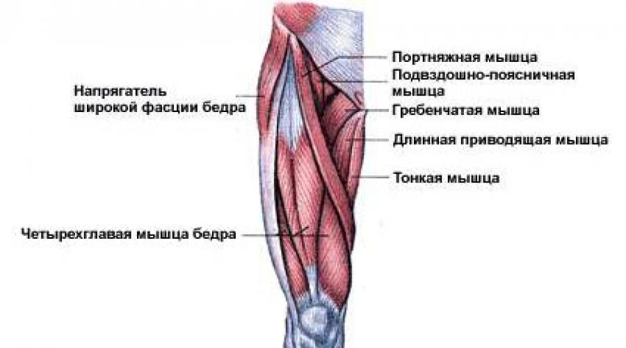 Kako brzo napumpati mišiće na nogama.  Kako napumpati mišiće muških nogu kod kuće.  Glavni set vježbi